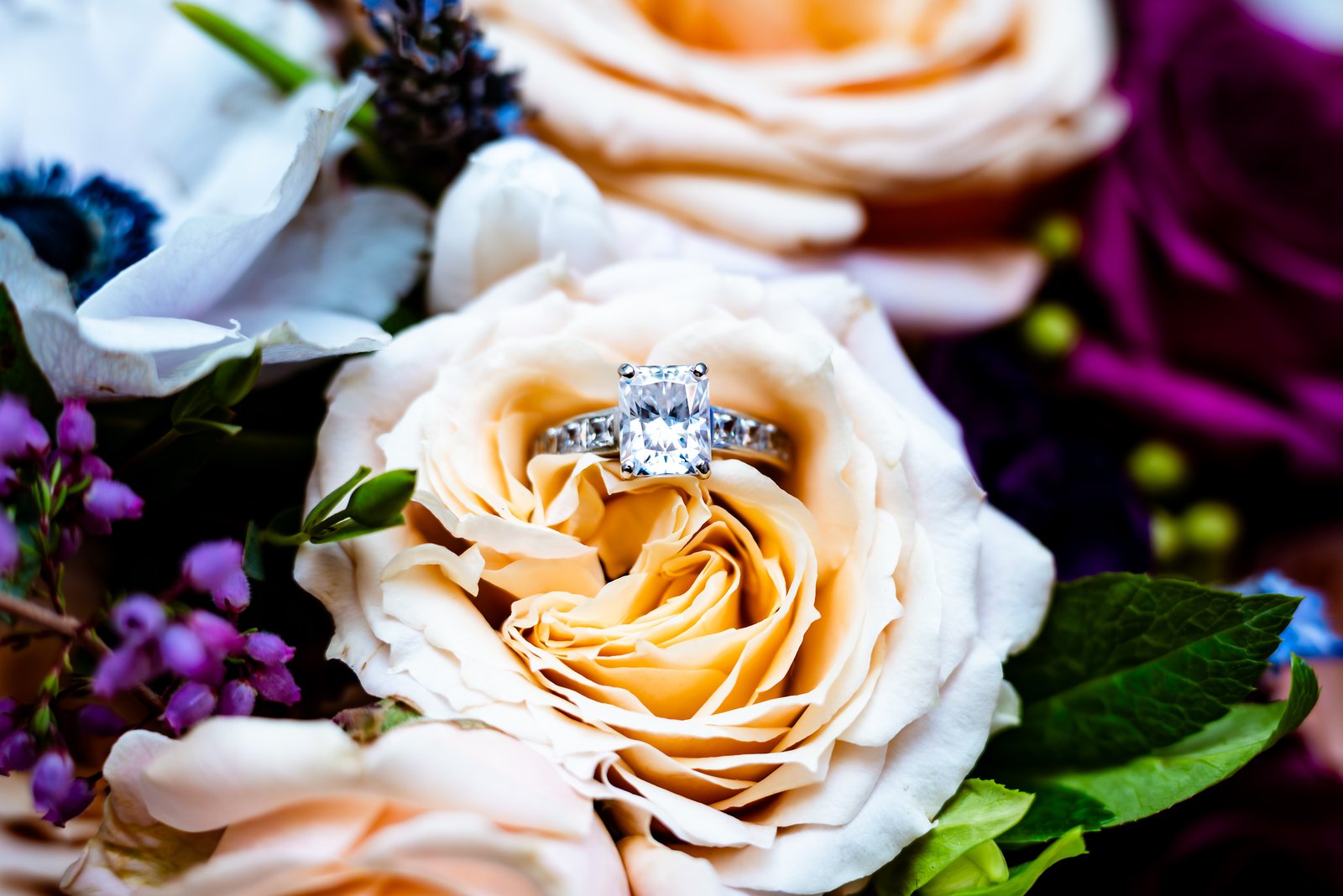 Engagement ring nestled in a cream rose